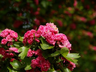 pink small  roses of Crataegus tree close up