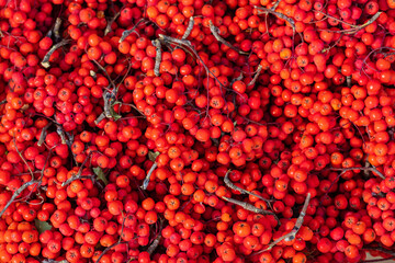 Ripe red rowan branches lie on the counter. Texture. Autumn agricultural fair.