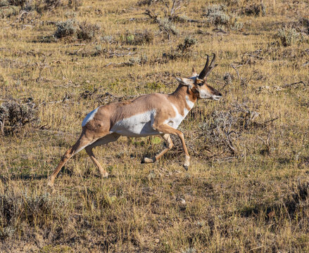 Pronghorn Buck Running