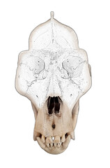 Gorilla skull. Photo with ape bones.	