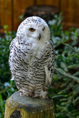 Closeup female snowy owl (Bubo scandiacus) perched on wood post