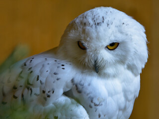 Portrait of male snowy owl (Bubo scandiacus) 