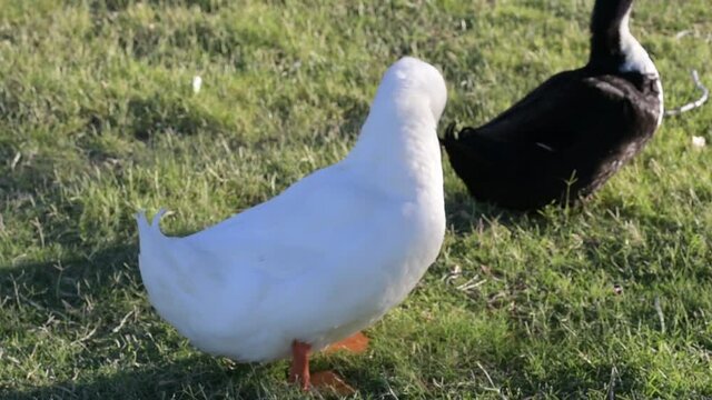 Different breed of ducks in Yuma, Arizona