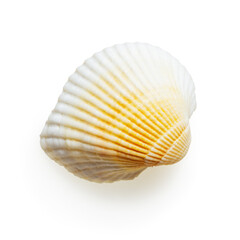 Isolated clean seashell on white background 