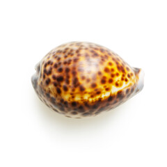 Isolated spotted seashell on white background