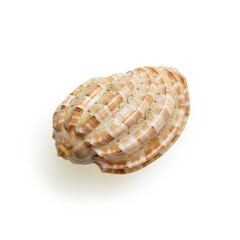 Isolated shell on white background