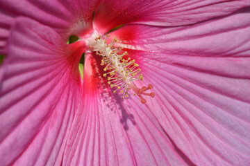 Macro of rose mallow (Hibiscus moscheutos) with large flowers