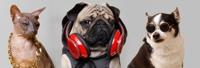 Portrait of dog of the pug breed in the hoodie listening to music in headphones. Cat of sphinx breed and chihuahua wearing in fashion glasses and gold chain. Gray background.