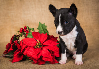 Funny Basenji puppy dog with poinsettia red flower