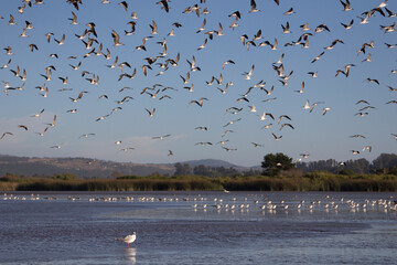 Migratory birds gather in the wetland of Santo Domingo, Chile