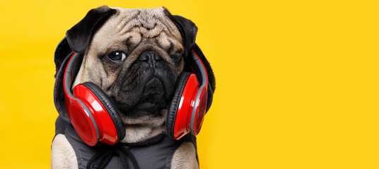 Portrait of adorable, happy dog of the pug breed in the hoodie. Cute smiling dog listening to music in headphones on yellow background. Free space for text. - obrazy, fototapety, plakaty