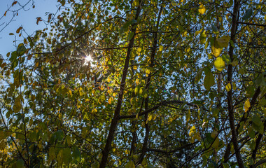 Yellow leaves against sky. Fall background 