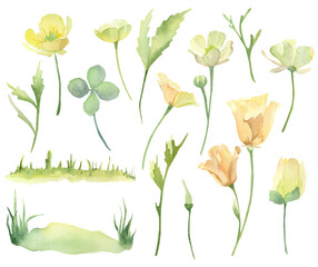 Set of watercolor yellow flowers, buttercups and leaves.