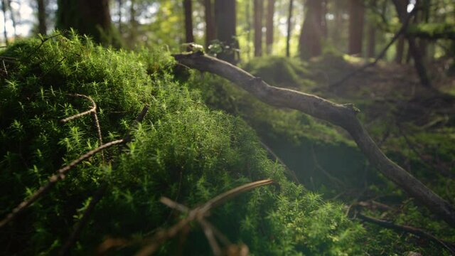 CLOSE UP, LENS FLARE: Bright spring sunbeams shine on a moss covered tree trunk lying on the forest floor. Scenic shot of sun rays peering through the canopies and shining down on mossy tree trunk.