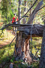 Hiking person in the forest. Background with a tree stump in the foreground
