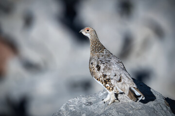 Ptarmigan in its natural habitat between rocks