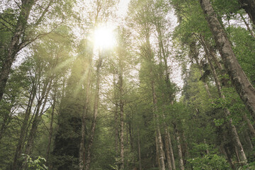 Fabulous forest on a sunny morning. Beautiful photo with nature on the screensaver of the phone. Unity with nature. View of the tall trees from below