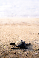 Baby Turtle Wallpaper
