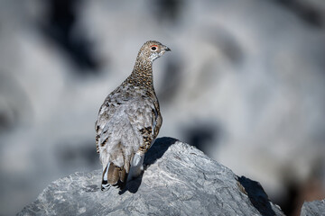 Ptarmigan in its natural habitat between rocks