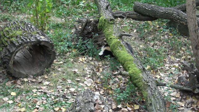 Striped Skunk (Mephitis mephitis) moving in the forest