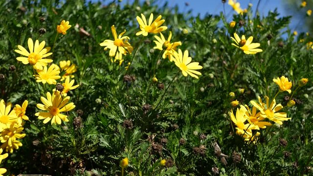 Yellow daisy flowers blossom, home gardening in California, USA. Natural botanical close up background. Euryops Pectinatus bloom in spring fresh garden. Springtime flora, Asteraceae bush in soft focus