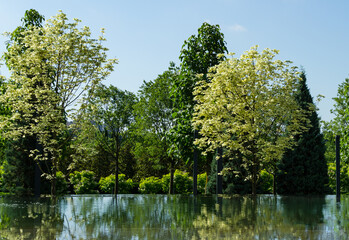 Fototapeta na wymiar Green and white foliage of Norway Maple 'Drummondii' (Acer platanoides) with trees is reflected in water mirror of fountain 'Infinity'. Public landscape park 'Krasnodar' or 'Galitsky park'.