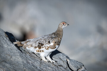 Ptarmigan in its natural habitat between rocks