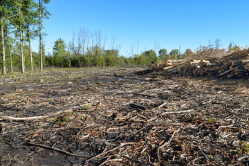 Clear Cut Logging Deforestation Habitat Destruction and Environmental Damage