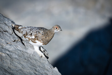 Ptarmigan in its natural habitat between rocks