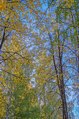 View of the autumn sky through the branches of trees on a sunny morning