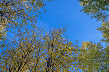 View of the autumn sky through the frame of tree branches