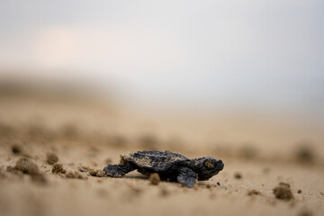 Baby Loggerhead Turtle at Kefalonia (Greece)