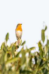 european robin perched on top of a tree