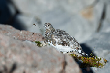 Ptarmigan in its natural habitat between rocks
