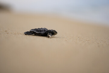 Baby Loggerhead Turtle at Kefalonia (Greece)