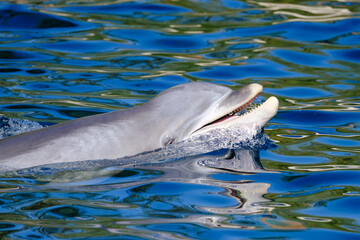 Ein fröhlicher Delphin schwimmt im blauen Wasser mit leicht geöffneten Maul (mit einer kleinen...