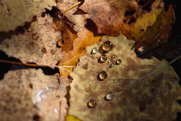 Old withered autumn foliage close up