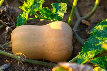 Close-up of a large yellow ripe butternut squash in a field near Wiesbaden / Germany