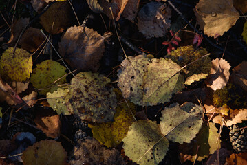 Old withered autumn foliage close up