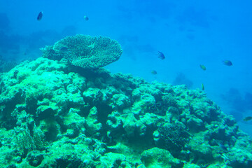Underwater world. Coral reef and fishes in Red sea at Egypt, Egypt
