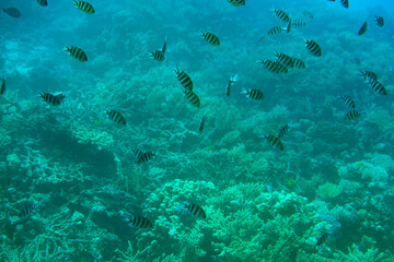 Underwater world. Coral reef and fishes in Red sea at Egypt, Egypt