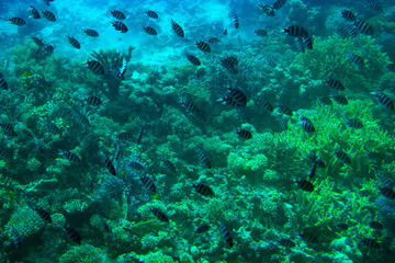 Fototapeta na wymiar Underwater world. Coral reef and fishes in Red sea at Egypt, Egypt