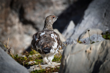 Fototapeta premium Ptarmigan in its natural habitat between rocks
