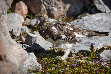 Ptarmigan in its natural habitat between rocks