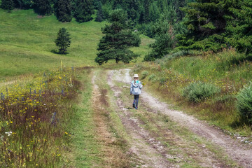 Obraz premium Little girl walking on a forest path passing through a picturesque summer meadow and coniferous forest