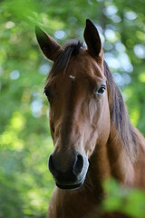 portrait of beautiful brown horse, cheval, cavallo, cavalo, caballo, pferd