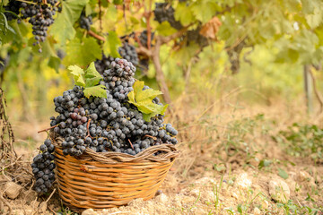 basket of grapes in a vineyard