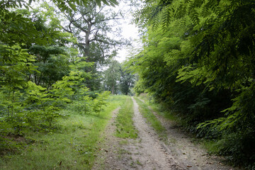 Fototapeta premium Nederlands bos, Dutch forrest, green, lane, 