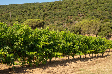 Fototapeta na wymiar Winemaking in department Var in Provence-Alpes-Cote d'Azur region of Southeastern France, vineyards in July with young green grapes near Saint-Tropez, cotes de Provence wine.