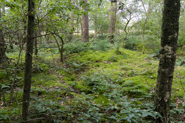 Nederlands bos, Dutch forrest, green, lane,
